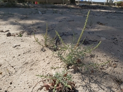 Reseda muricata