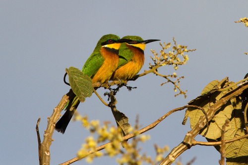 Cinnamon-chested Bee-eater
