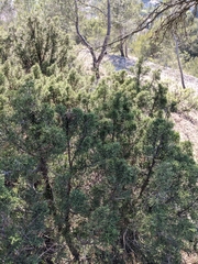Juniperus phoenicea