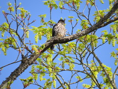 Falco columbarius suckleyi