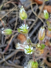 Cerastium semidecandrum