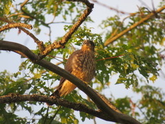 Falco columbarius suckleyi
