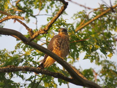 Falco columbarius suckleyi