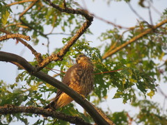 Falco columbarius suckleyi