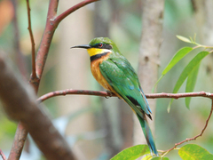 Cinnamon-Chested Bee-Eater photo 4
