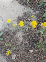 Senecio glaucus