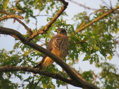 Falco columbarius suckleyi