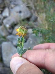 Coronilla