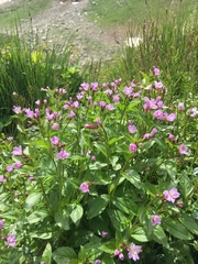 Epilobium algidum