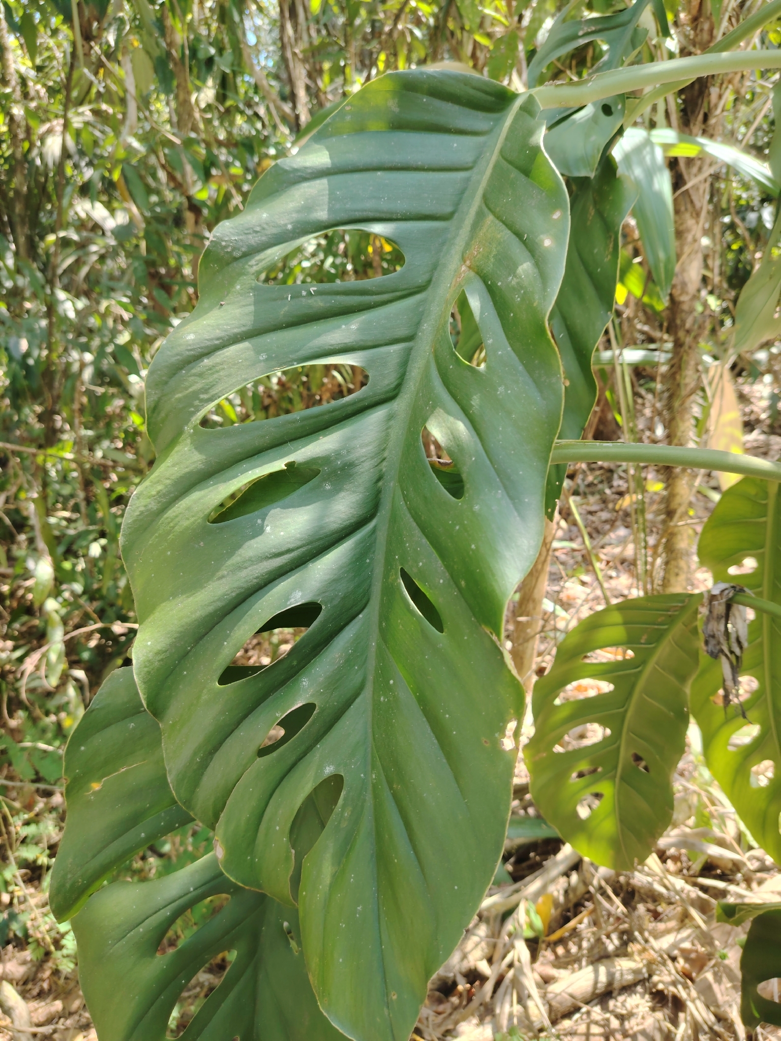 Imagem de Monstera acuminata