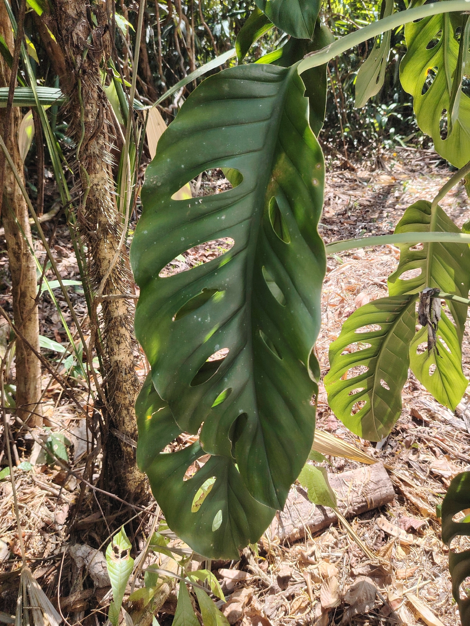 Imagem de Monstera acuminata