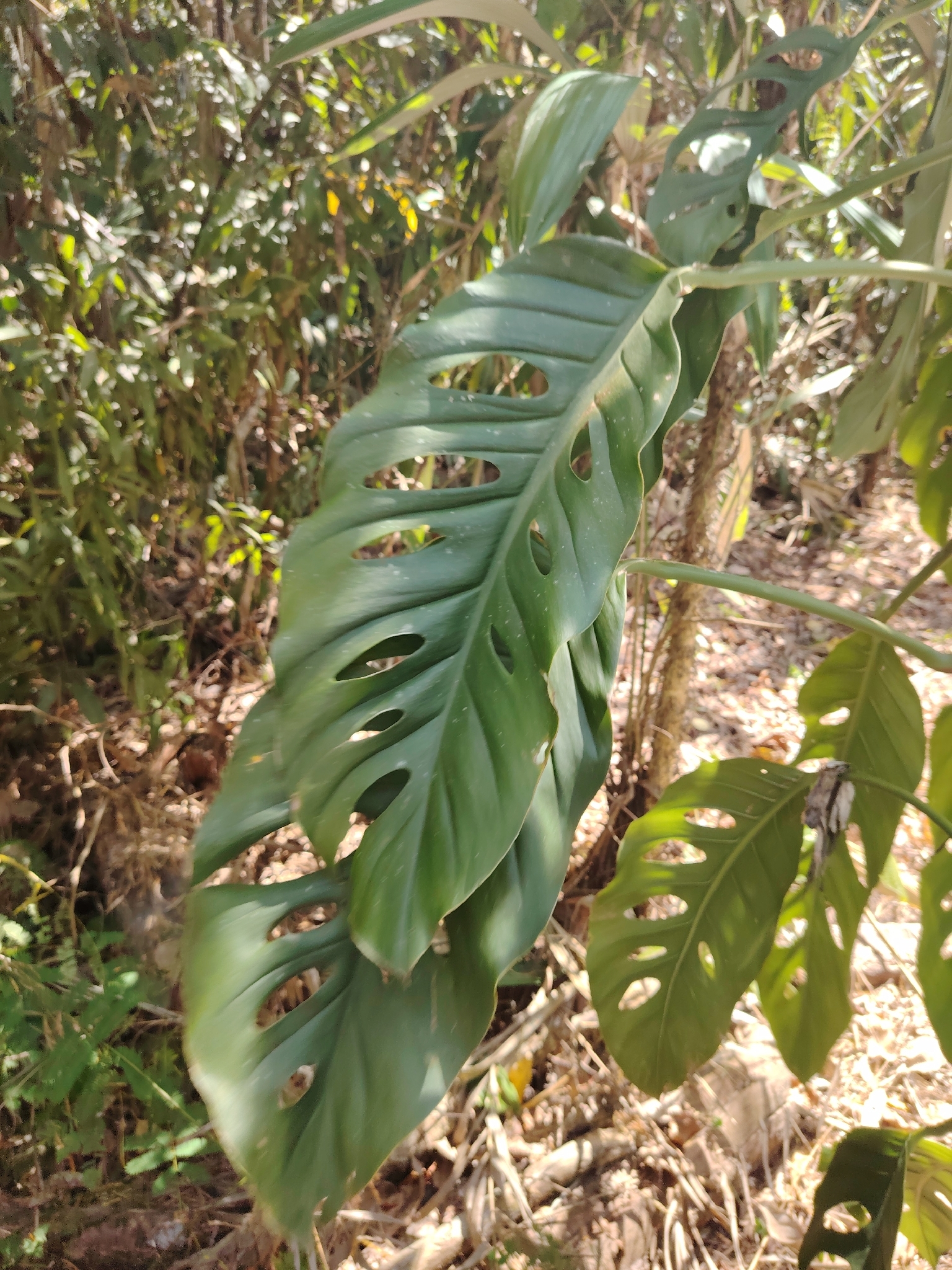 Imagem de Monstera acuminata