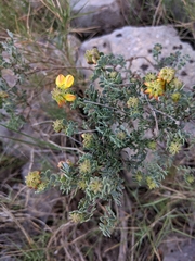 Coronilla