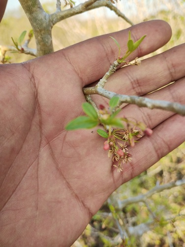 Bursera silviae Rzed. & Calderón