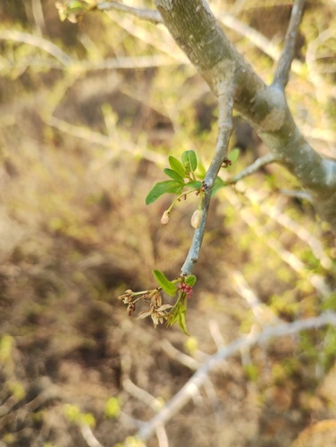 Bursera silviae Rzed. & Calderón 2