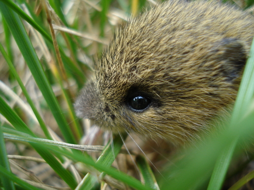 Meadow Jumping Mouse