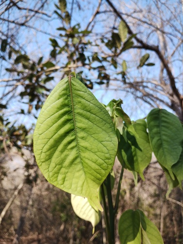 Bursera krusei Rzed.