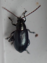 Phyllotreta nigripes