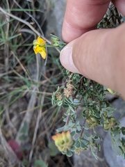 Coronilla
