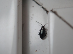 Phyllotreta nigripes