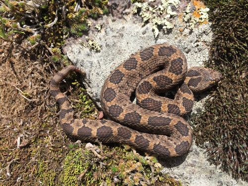 Queretaran Dusky Rattlesnake