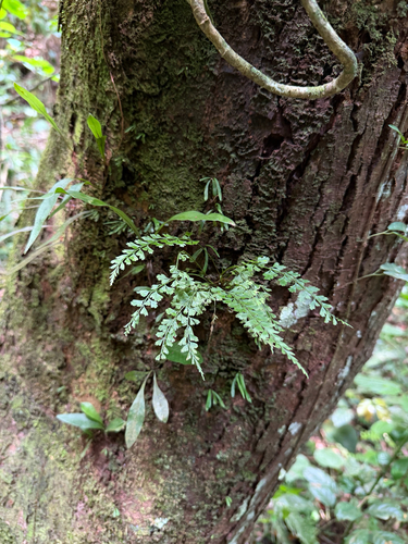 Asplenium cuneatum observed 2026-05-08