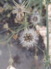 Asteraceae