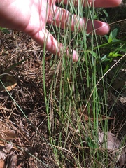 Aristida stricta