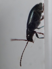 Phyllotreta nigripes
