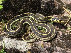 Thamnophis pulchrilatus