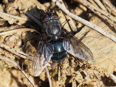 Calliphora uralensis