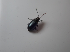 Phyllotreta nigripes