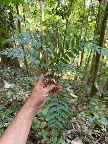 Lomagramma observed 2026-05-08