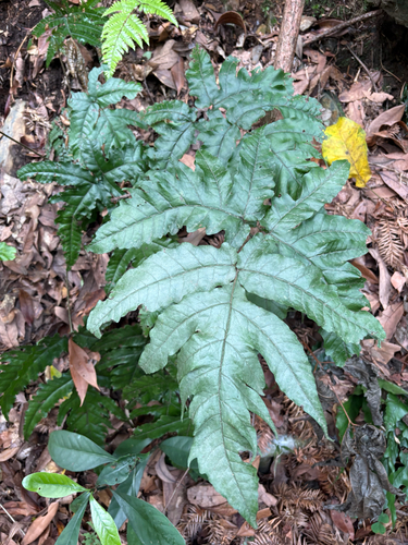 Tectaria subtriphylla, photograph 3