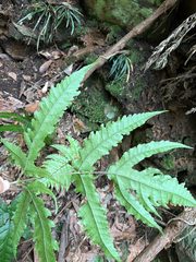 (c) 黃美滿, some rights reserved (CC BY) Tectaria subtriphylla, photograph (c) 黃美滿, some rights reserved (CC BY)