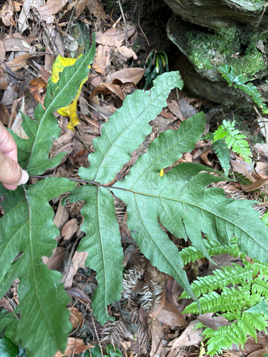 Tectaria subtriphylla, photograph 4
