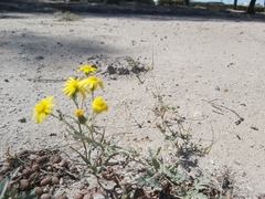 Senecio glaucus