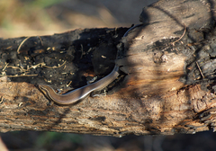 Plestiodon tetragrammus