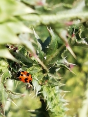 Hippodamia variegata