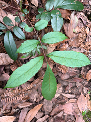Meliosma rhoifolia, photograph (c) 黃美滿, some rights reserved (CC BY)