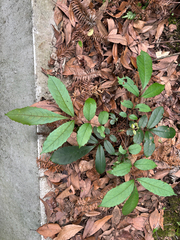 Meliosma rhoifolia, photograph (c) 黃美滿, some rights reserved (CC BY)
