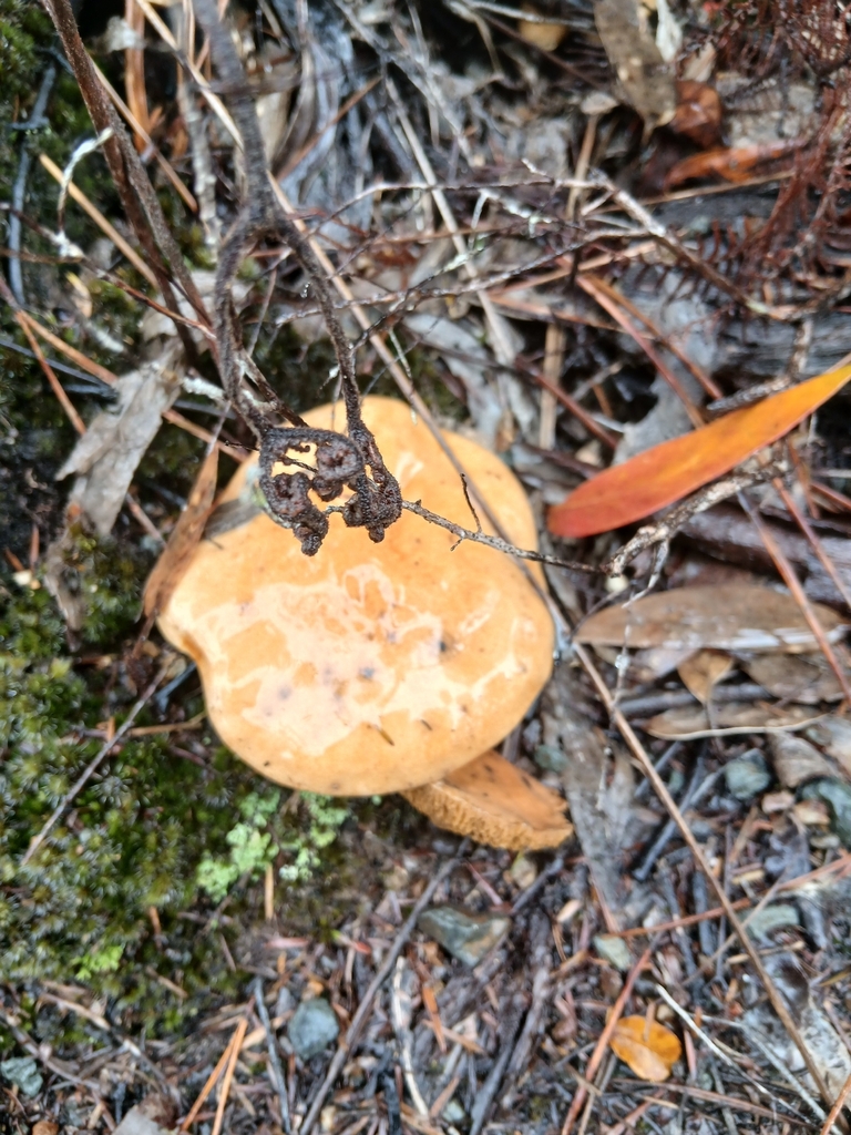 Suillus bovinus · May 2026 · photo: © mphnz (iNaturalist, cc0)