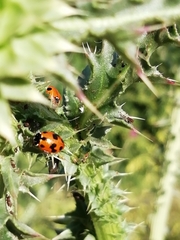 Hippodamia variegata