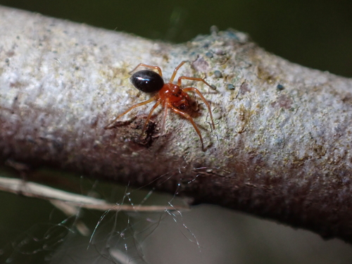 Hypomma marxi