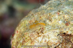 Plocamopherus pecoso