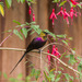 Tacazze Sunbird - Photo (c) Peter Steward, some rights reserved (CC BY-NC)