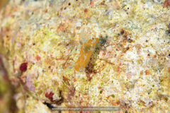 Plocamopherus pecoso