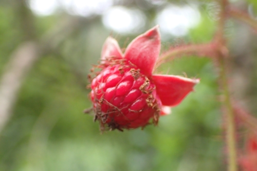 Rubus swinhoei iNat (3)