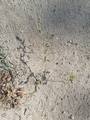 Erodium