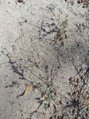 Erodium